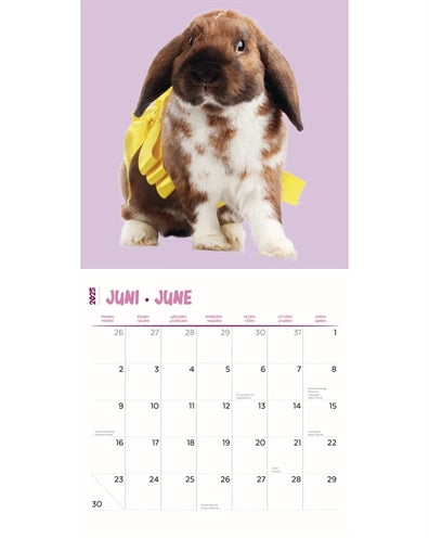 calendrier lapins studio 2025