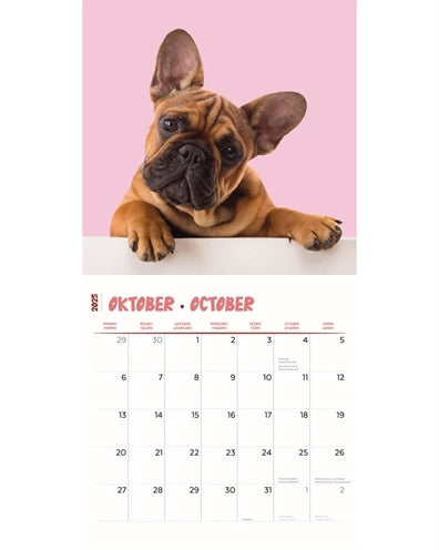 Calendrier Frenchies studio 2025