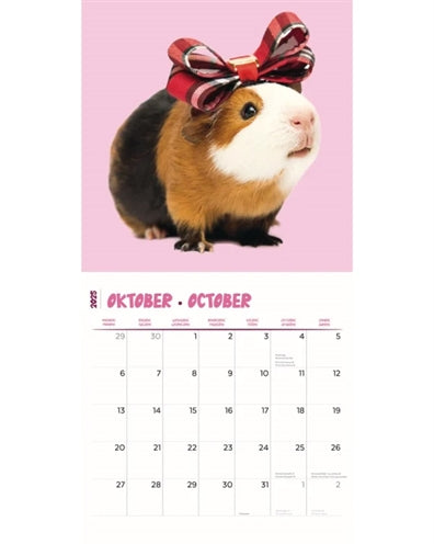 calendrier cobayes studio 2025