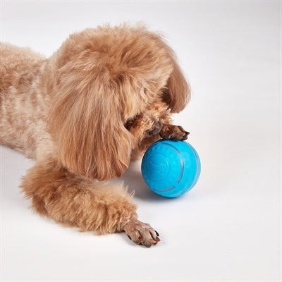Balle roulante rechargeable Fofos pour chiens