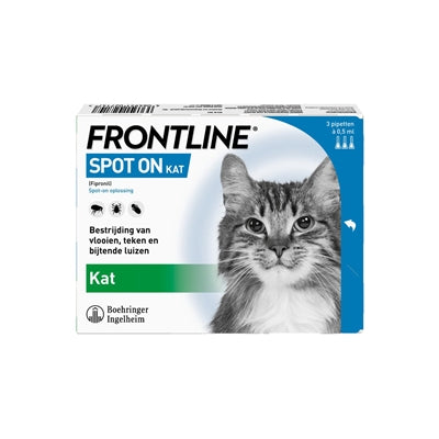 Spot de chat de première ligne sur