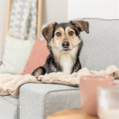 Trixie couverture pour chien elli sable