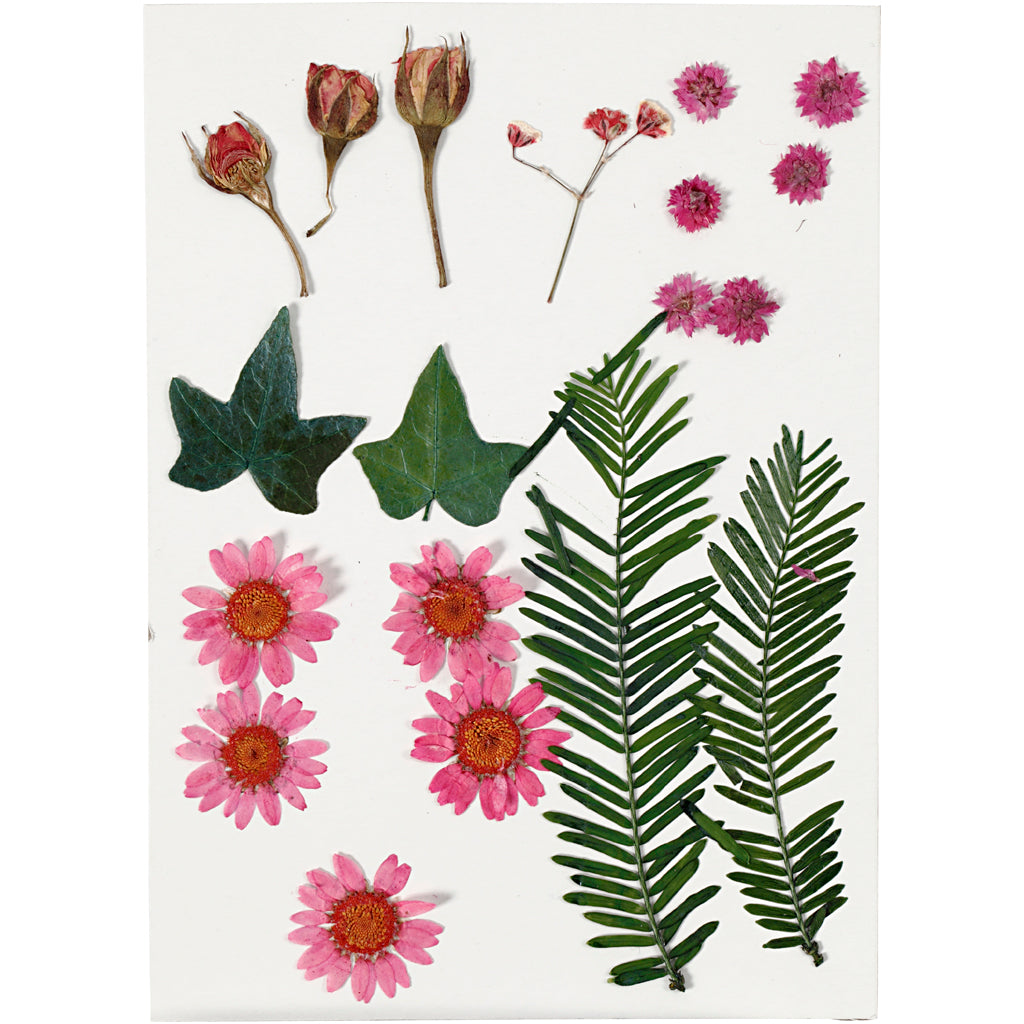 Entreprise créative https: www.ccobby.nl fleurs-et-feuilles-séchées-ca-19-piece-lightred-1-box
