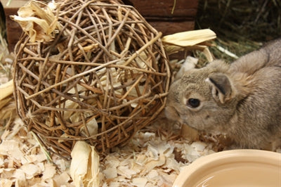 Saule, premier jouet pour animaux de compagnie heureux de la nature