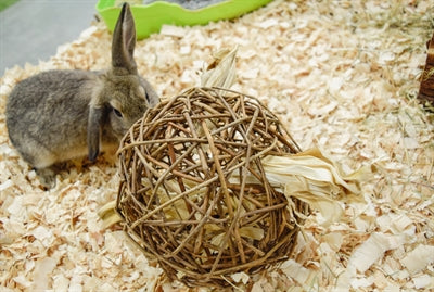 Saule, premier jouet pour animaux de compagnie heureux de la nature