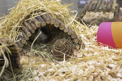 Saule jouet pour animaux de compagnie heureux