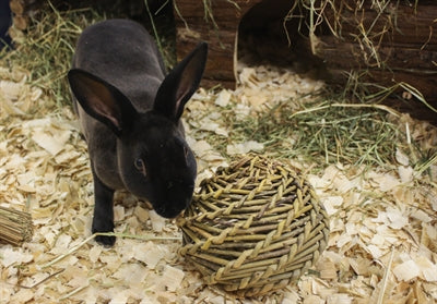 Saule jouet pour animaux de compagnie heureux