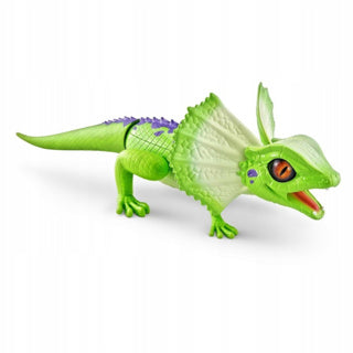 Lézard Robo vivant assorti | 2 pièces
