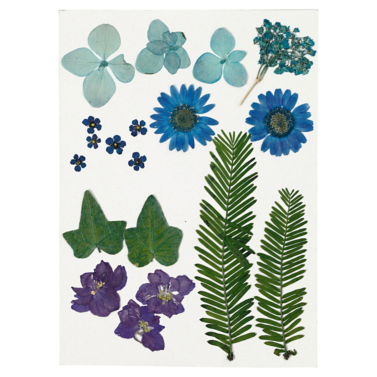 Creativ company fleurs et feuilles séchées bleues, 19 pcs.