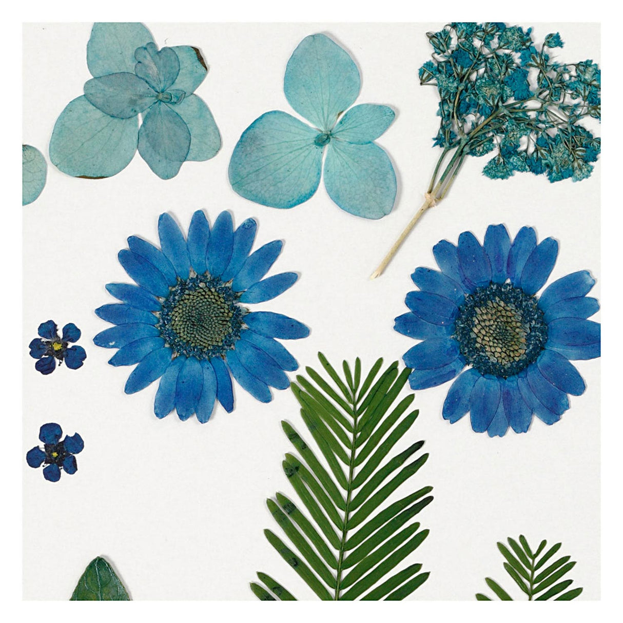 Creativ company fleurs et feuilles séchées bleues, 19 pcs.