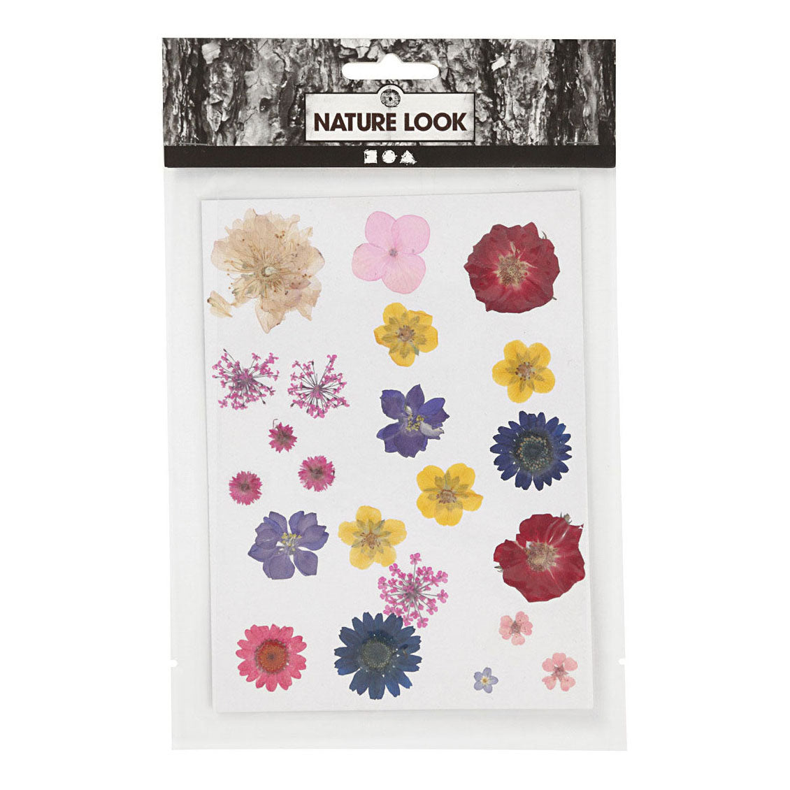 Creativ Company Sèche des fleurs et laisse différentes couleurs
