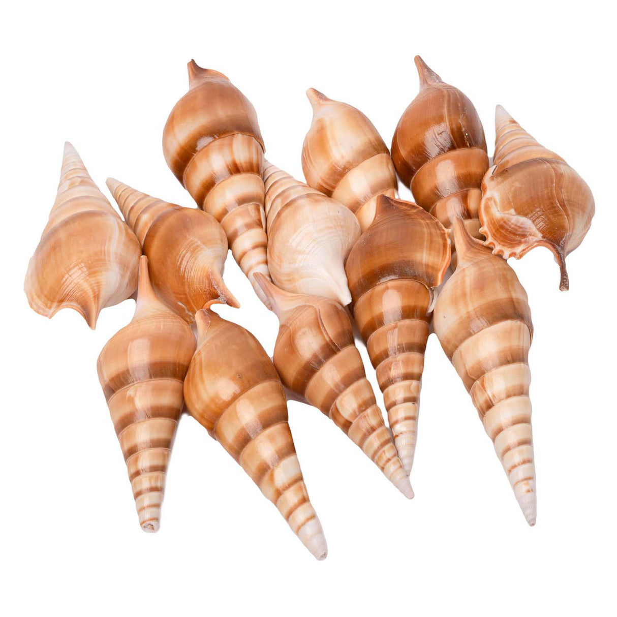 Colorations - coquillages tibia, 400g