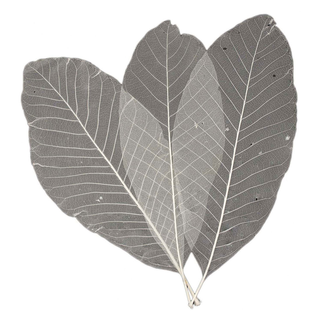 Squelettes de feuilles longues, 24 pcs.
