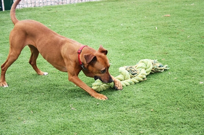 Corde de fil de remorqueur king size Happy Pet