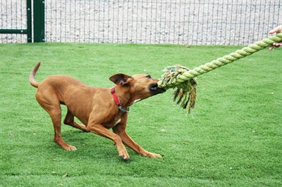 Corde de fil de remorqueur king size Happy Pet