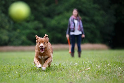Happy pet fling n fetch bâton de lancer assorti
