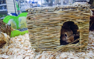 La nature, premier animal de compagnie heureux, cachette herbeuse