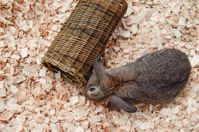Tunnel de saule nature, premier animal de compagnie heureux
