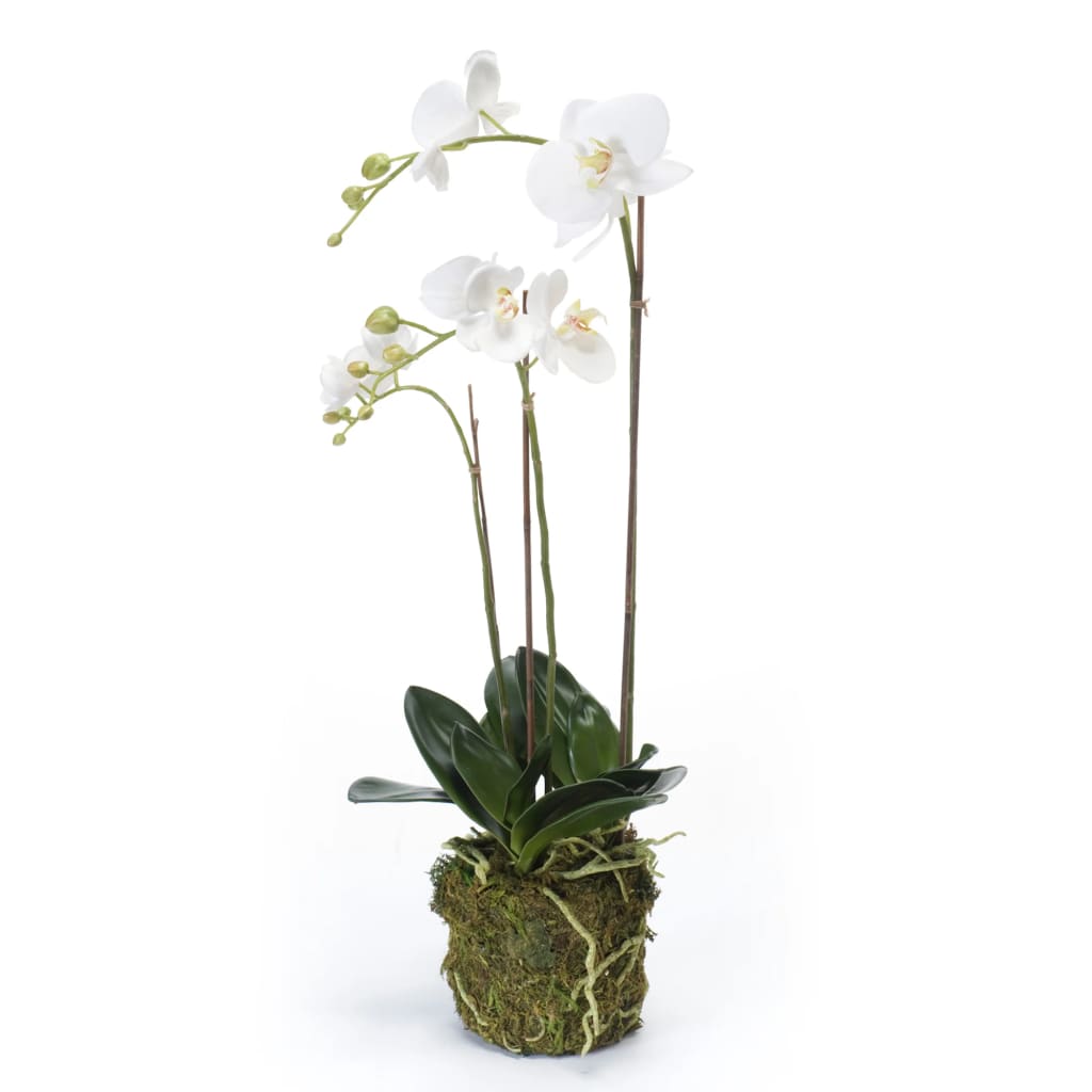 Emerald Art Plant Butterfly Orchid 70 cm blanc