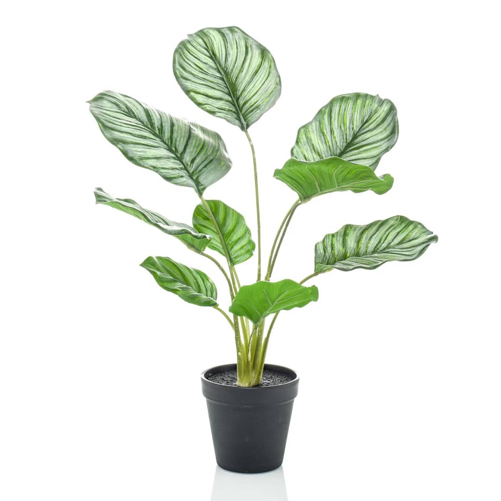 Plante d'art émeraude en pot Calthea orbifolia 45 cm