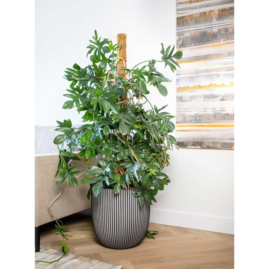 Groove du planteur CAPI 35x34 cm anthracite -colored