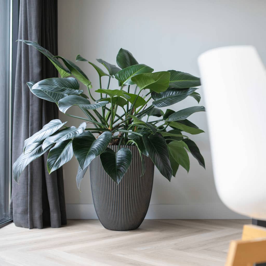 Capi Flowerpot Groove élégant 34x46 cm anthracite -colored