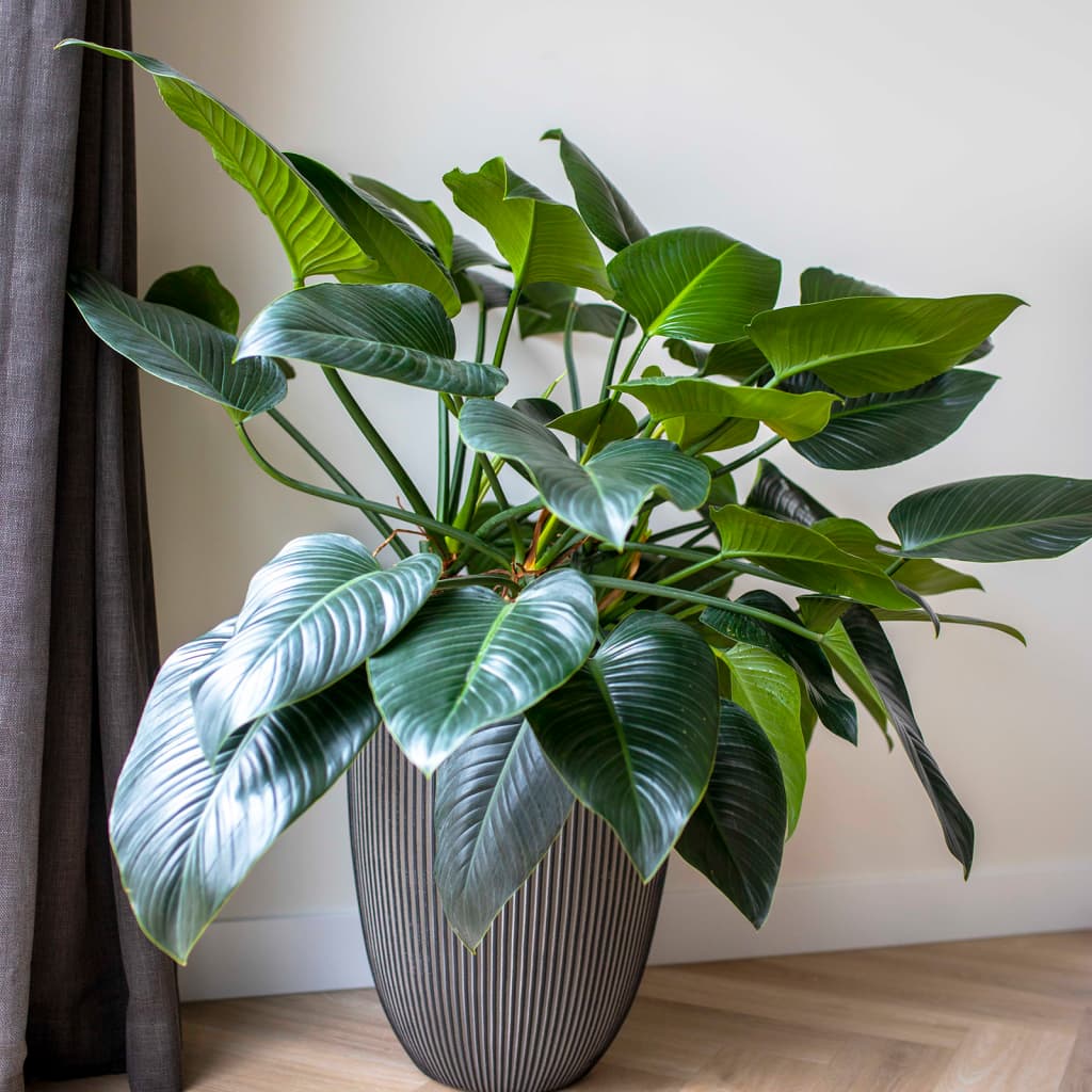 Capi Flowerpot Groove élégant 34x46 cm anthracite -colored