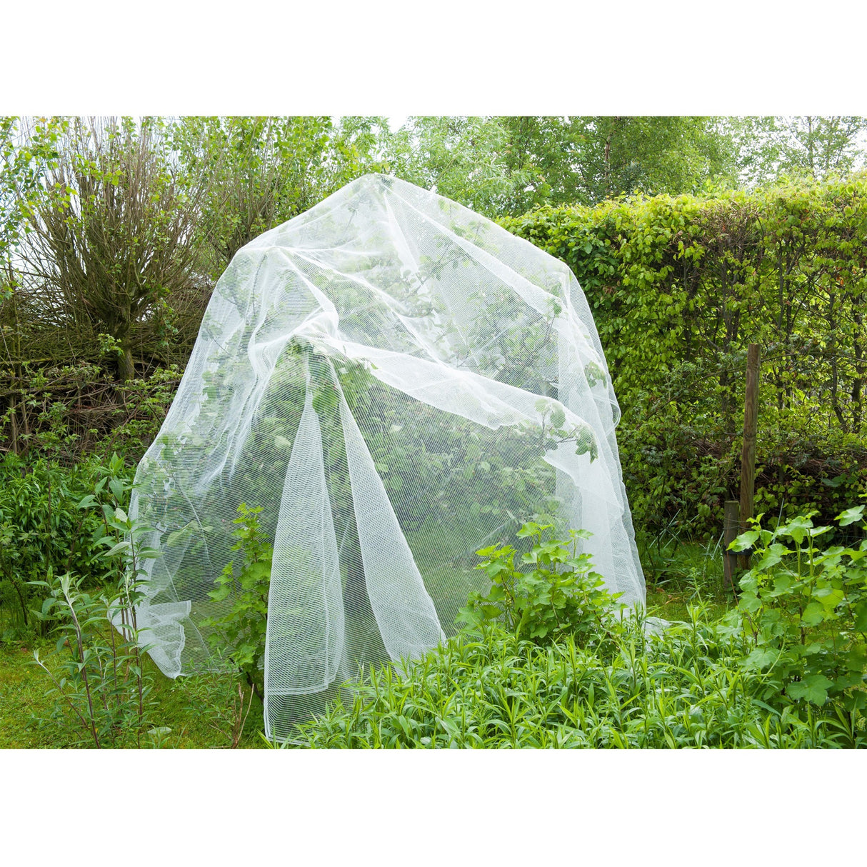 Mesh insecte de la nature, fine-mailli