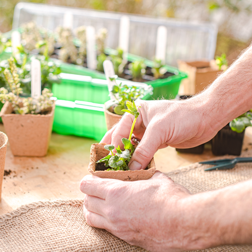Connex prêt à déplacer les jeunes plants - flor78850