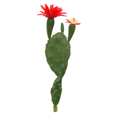 Disque cactus avec fleur rouge vert 22 cm | 48 pièces
