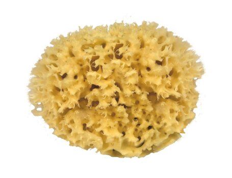 Croll Denecke Nature Sponge pour le corps