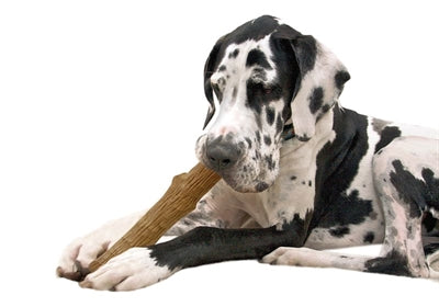 Petstages Dogwood Stick durable