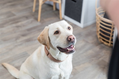 Trixie Collar Dog Boho Extra large avec du caramel de fenêtre