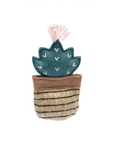 Cactus toluca Fofos
