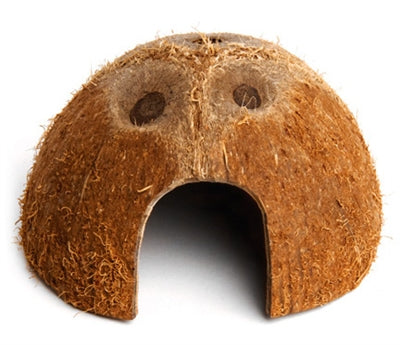 Den de noix de coco de Komodo