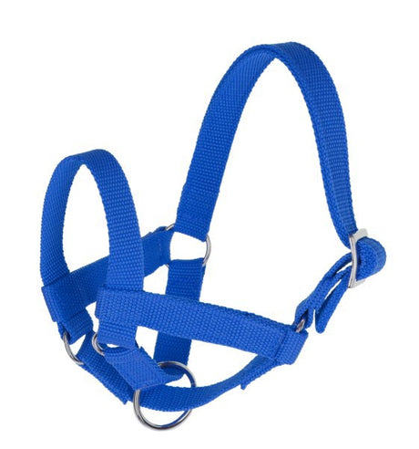 Produits licol lama bleu gr 50