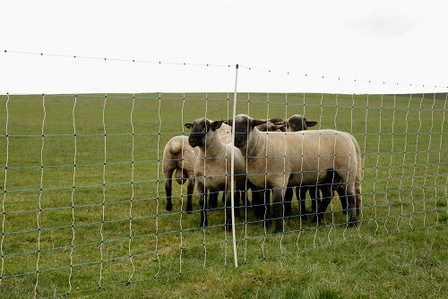 Filet à moutons Ako ovinet maxi 122cm x 50m simple épingle