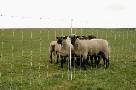 Filet à moutons Ako ovinet maxi 122cm x 50m simple épingle