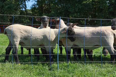 Ako producten schapennettitan premium plus 106 cm x 50m dubbel pen