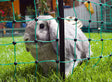 Ako products post noir v lapin filet double broche