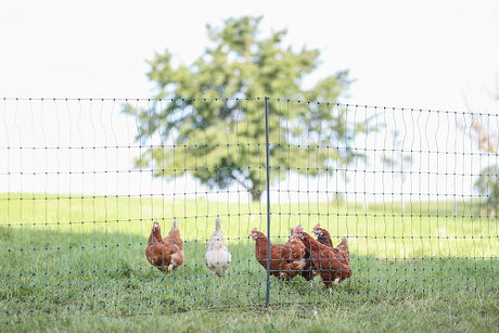 Ako producten poultrynet premium niet elektrificeerbaar 50m