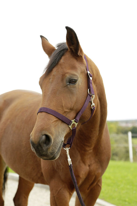 Abi producten hippo halster aubergine 1 pony