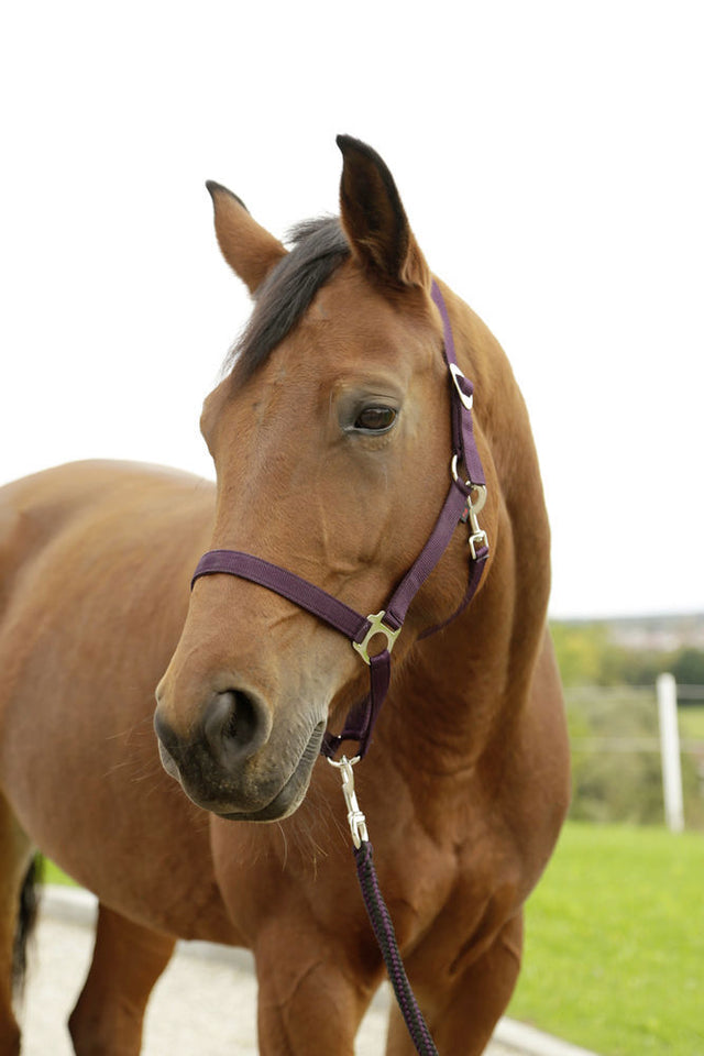Abi products licol hippopotame aubergine 1 poney