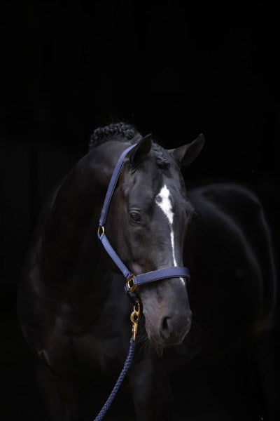 Licol Abi topline bleu 1 poney