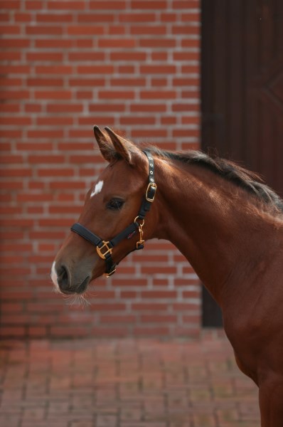 Licol pour poulain topline noir