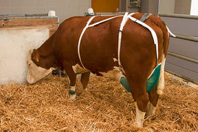 Produits filet à mamelle complet
