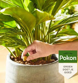 Pokon terrasse plantes de balcon cônes d'alimentation 10 pcs