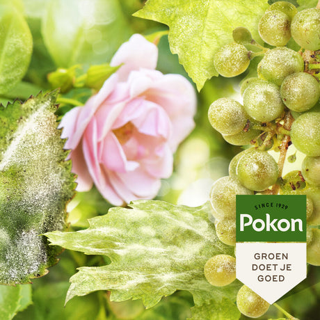 Pokon traitement bio pour roses résistantes et saines spray 750ml