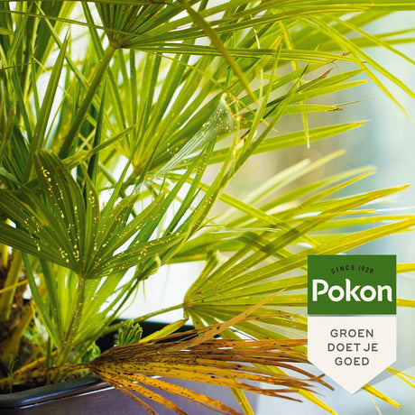Pokon bio contre les insectes persistants concentré 175ml poly