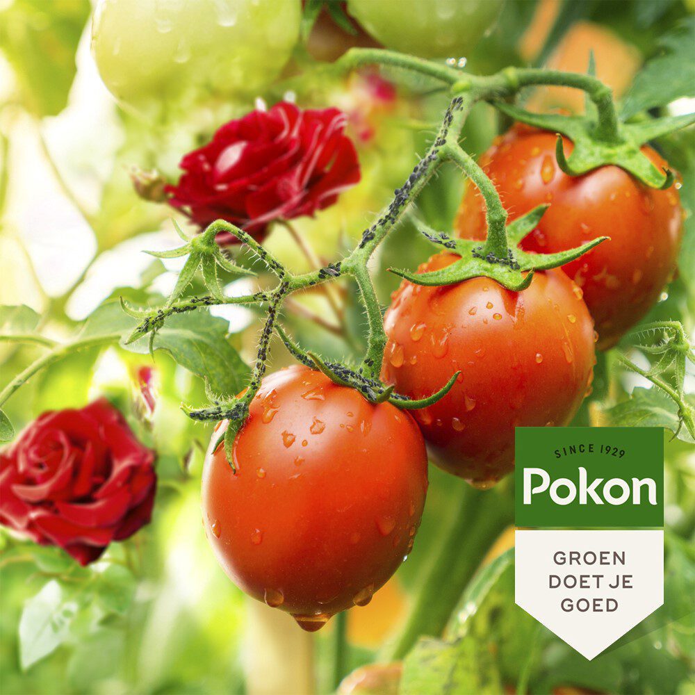 Pokon bio concentré anti-insectes 225ml polysect gyo